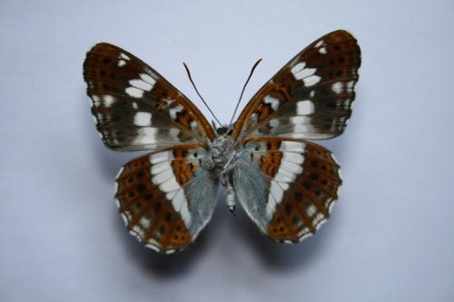 Réf. 59 866 : Limenitis camilla