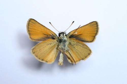 Thymelicus lineola