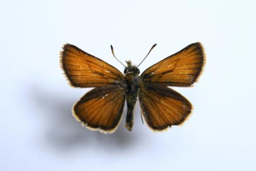 Thymelicus lineola