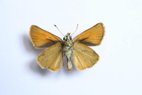 Thymelicus lineola