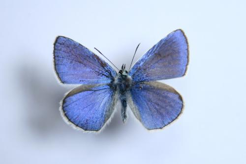 Polyommatus icarus