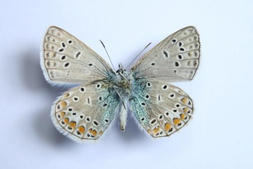 Polyommatus icarus