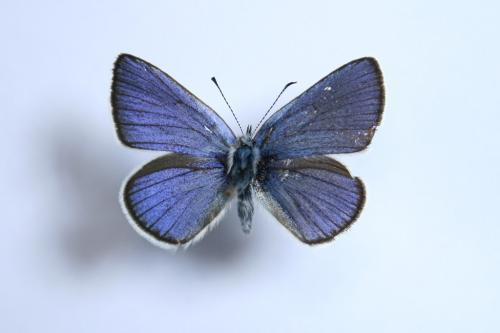 Réf. 59 938 : Cyaniris semiargus