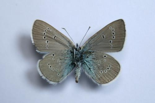 Réf. 59 939 : Cyaniris semiargus