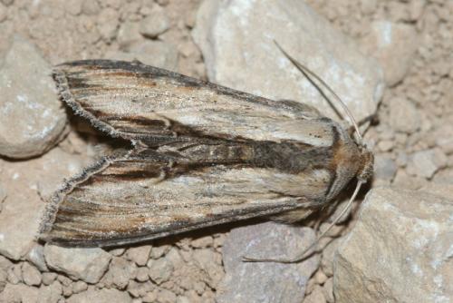 Réf. 59 106 : Cucullia sp.