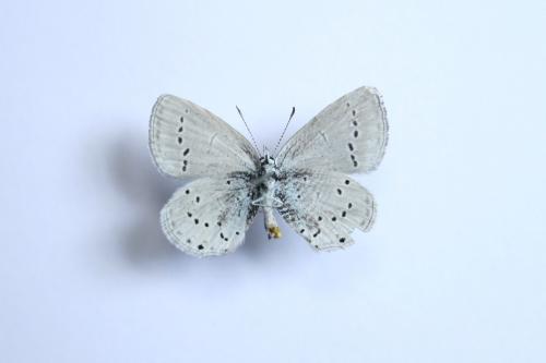 Cupido alcetas