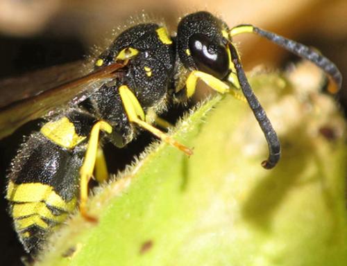 Ancistrocerus sp.
