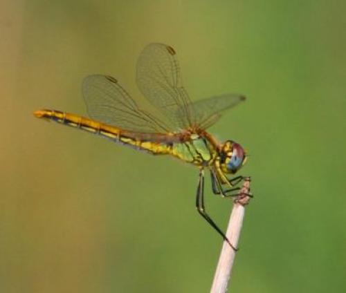 Réf. 59 326 : Sympetrum fonscolombii