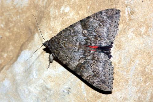 Réf. 59 898 : Catocala nupta