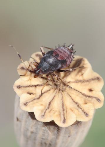Réf. 59 017 : Deraeocoris ruber