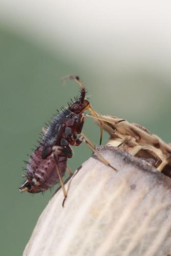 Réf. 59 018 : Deraeocoris ruber