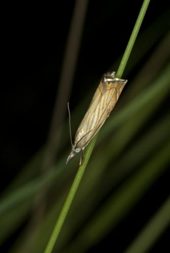 Chrysoteuchia culmella