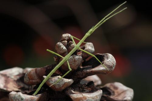 Clonopsis gallica