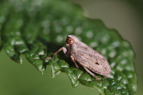 Issus coleoptratus