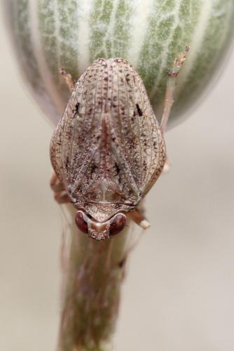 Issus coleoptratus