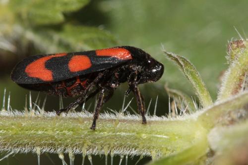 Cercopis vulnerata
