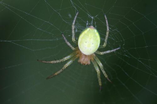 Araniella sp.