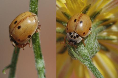 Réf. 59 225 : Adalia decempunctata