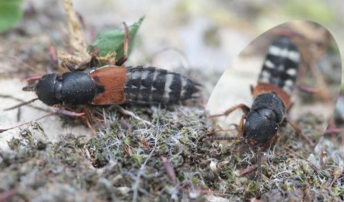 Platydracus stercorarius