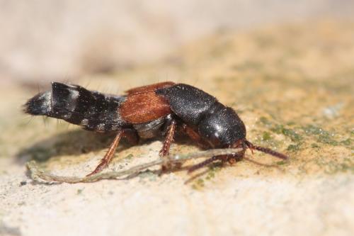 Réf. 59 307 : Platydracus stercorarius