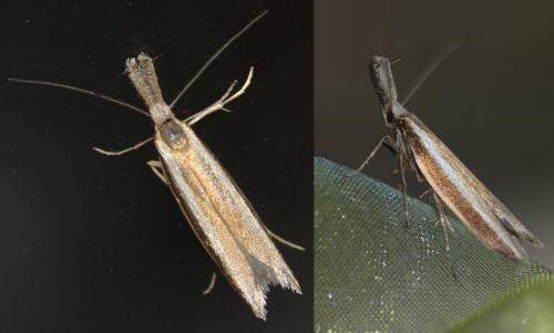 Pleurota aristella