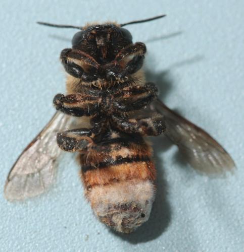 Réf. 59 244 : Megachile sp.