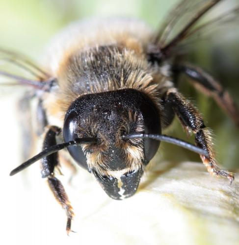 Megachile sp.