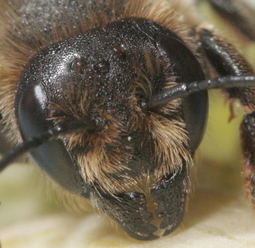 Megachile sp.