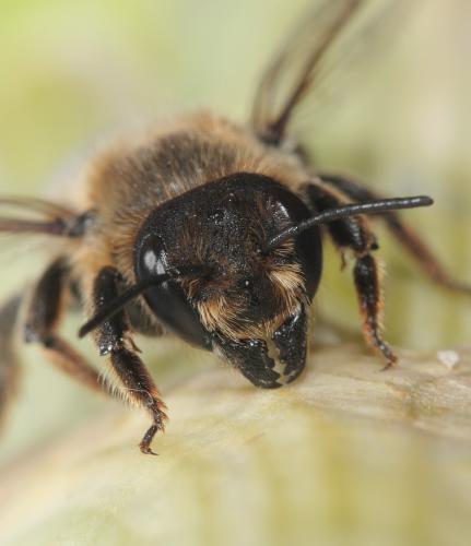 Megachile sp.