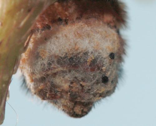 Réf. 59 459 : Megachile sp.
