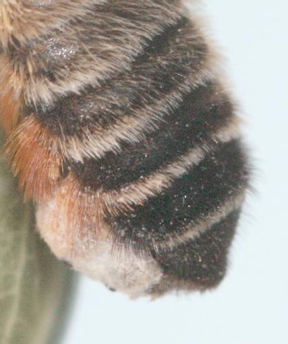 Megachile sp.