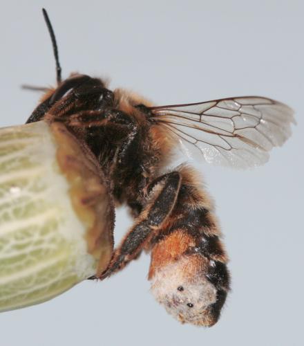 Megachile sp.