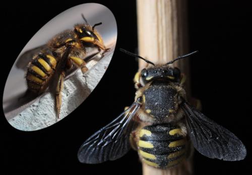 Anthidium manicatum