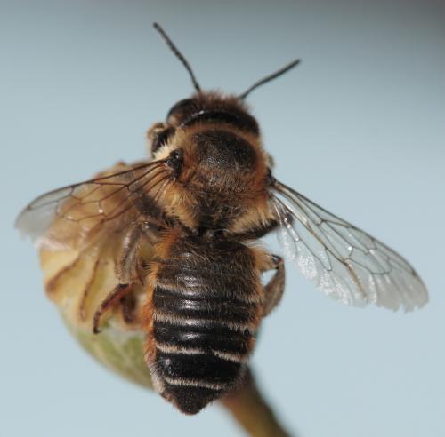 Megachile sp.