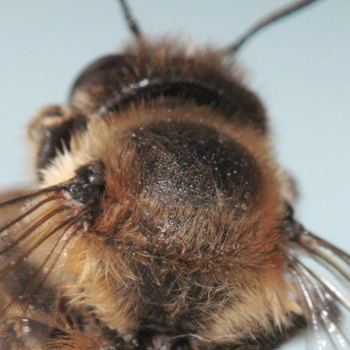 Megachile sp.