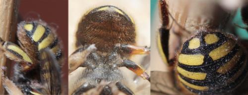 Anthidium manicatum