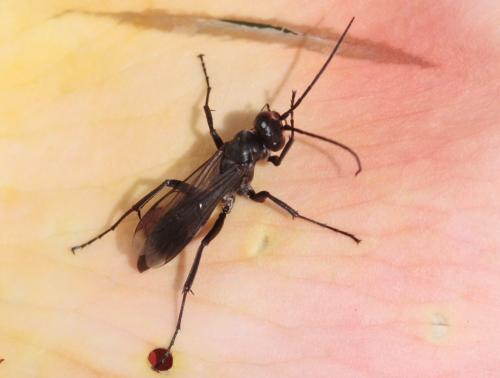 Réf. 59 302 : Agenioideus apicalis