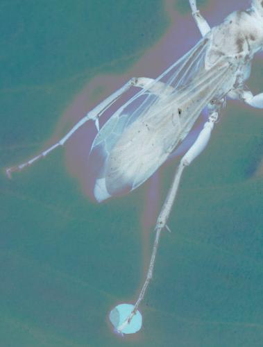 Réf. 59 461 : Agenioideus apicalis