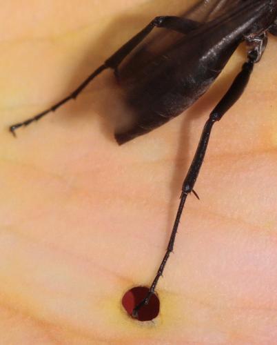 Réf. 59 462 : Agenioideus apicalis