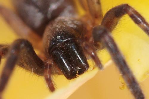 Segestria bavarica