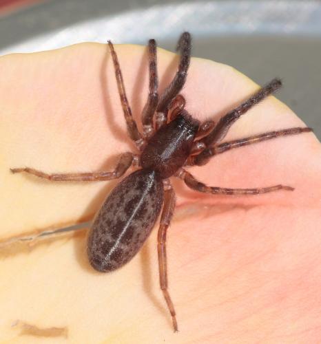 Segestria bavarica