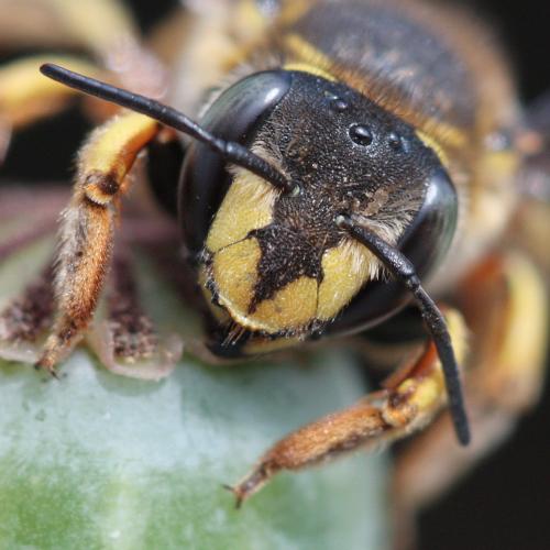 Réf. 59 309 : Anthidium manicatum