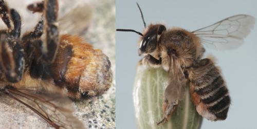 Megachile sp.