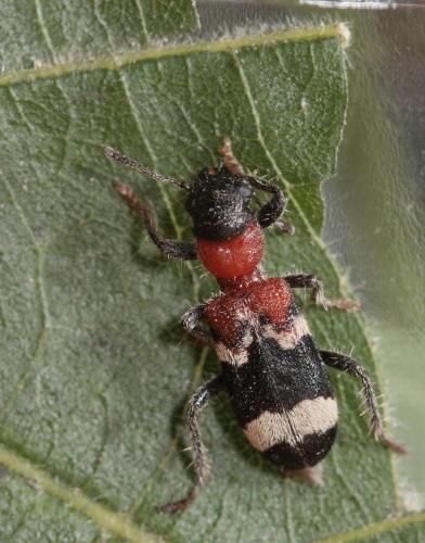 Thanasimus formicarius