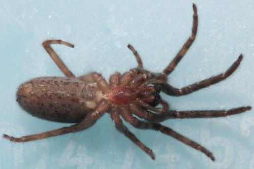Segestria bavarica