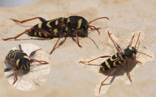 Xylotrechus arvicola
