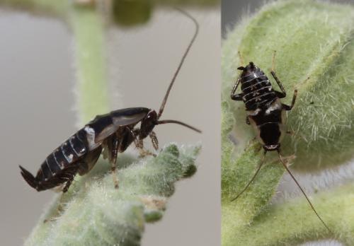 Réf. 59 781 : Planuncus vinzi