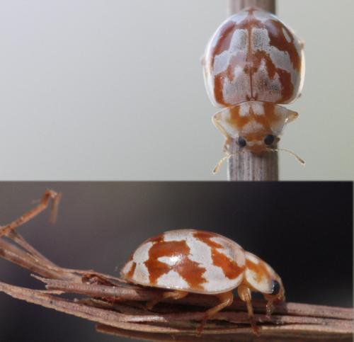 Réf. 59 825 : Myrrha octodecimguttata