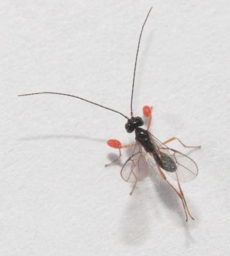 Aphaereta sp.