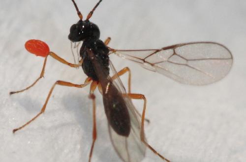 Réf. 59 958 : Aphaereta sp.